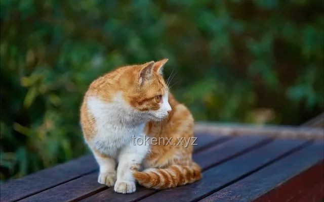 带有水质净化系统的猫猫部落瞭望塔：生态与智慧共生的创新实践